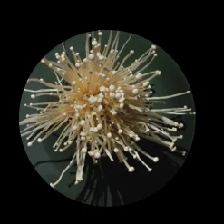 Oki-Enoki Dinner Plate Set