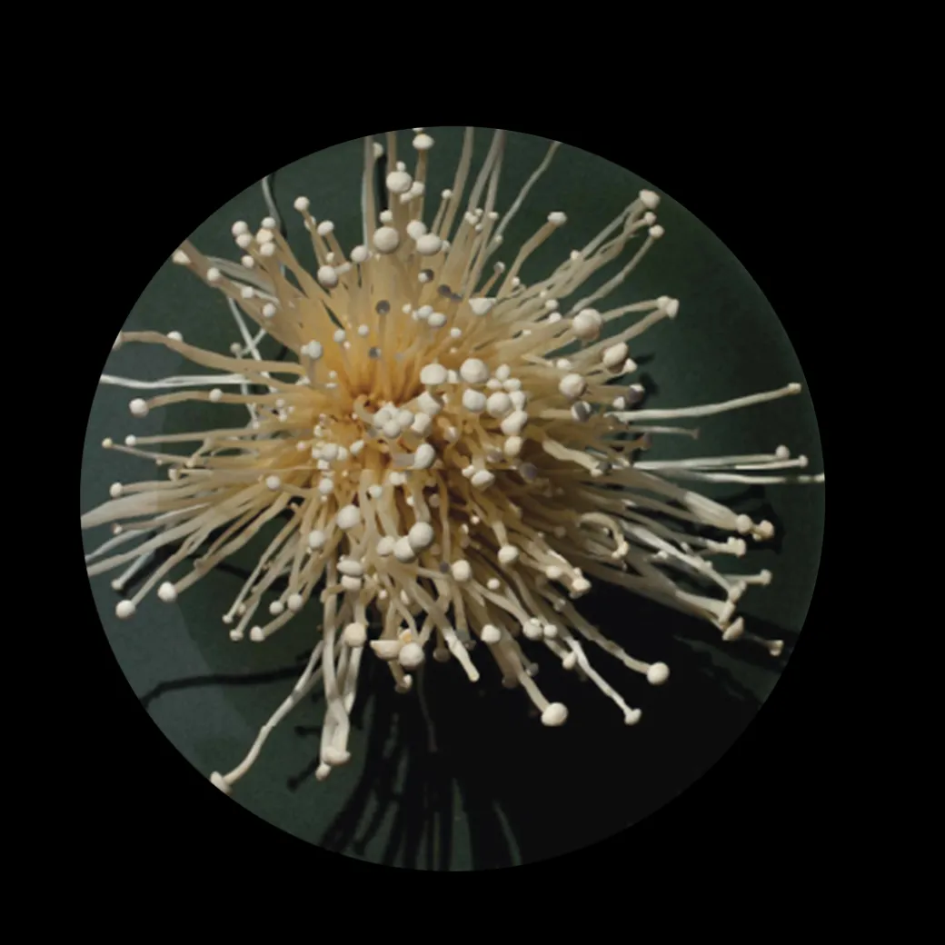 Oki-Enoki Dinner Plate Set